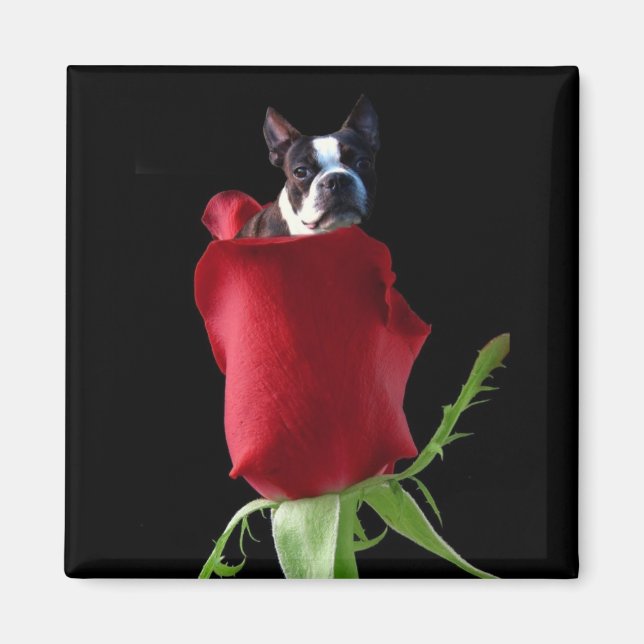 Imán Red rose Boston Terrier (Frente)