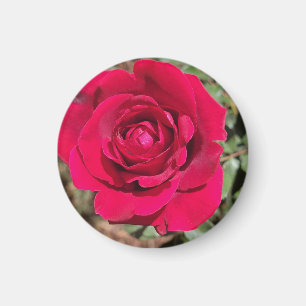 Imán Red Rose Magnet