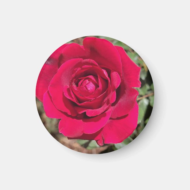Imán Red Rose Magnet (Frente)