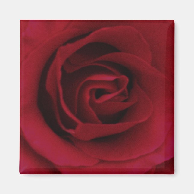 Imán Red Rose Magnet (Frente)