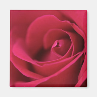Imán Red Rose Magnet