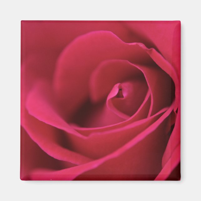 Imán Red Rose Magnet (Frente)