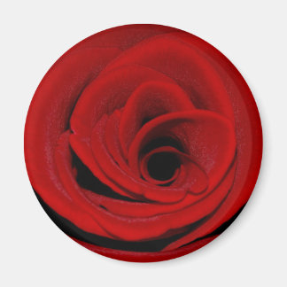 Imán Red Rose Magnet