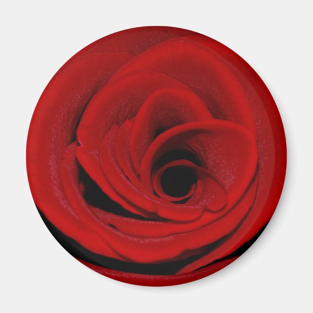 Imán Red Rose Magnet (Frente)
