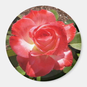 Imán Red Rose Photo Circle