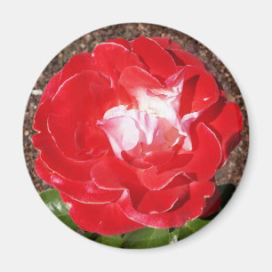 Imán Red Rose Photo Round Magnet
