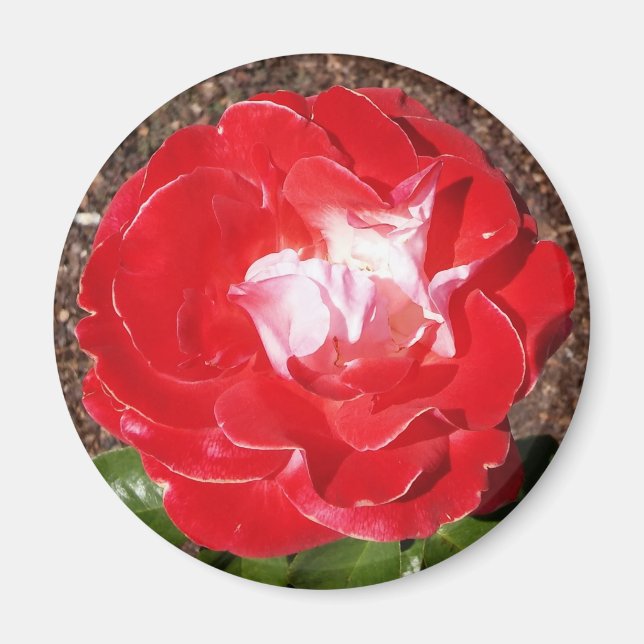 Imán Red Rose Photo Round Magnet (Frente)