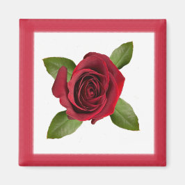 Imán Red Rose Square Magnet