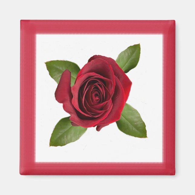 Imán Red Rose Square Magnet (Frente)