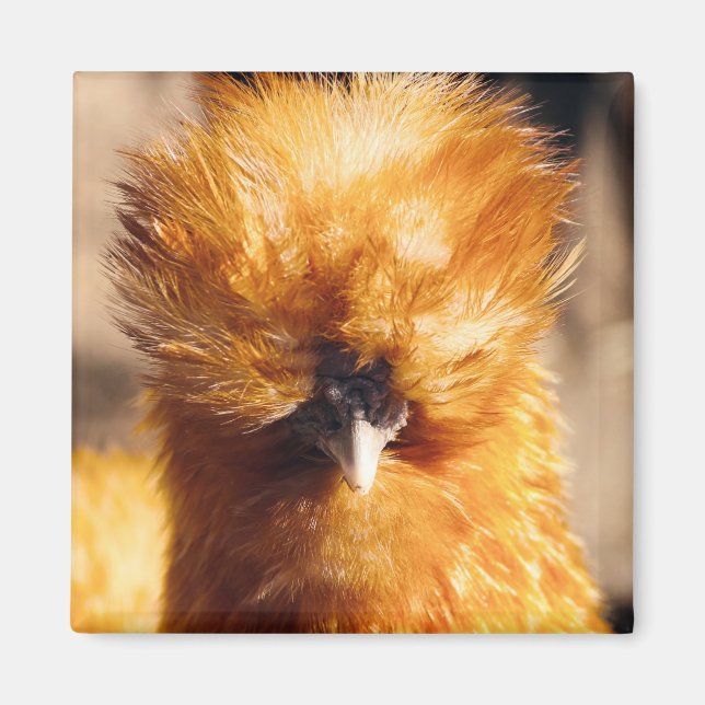 Imán Red Silkie Chicken Hen (Frente)