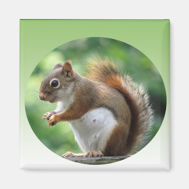 Imán Red Squirrel Magnet (Frente)