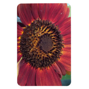 Imán Red Sunflower Magnet