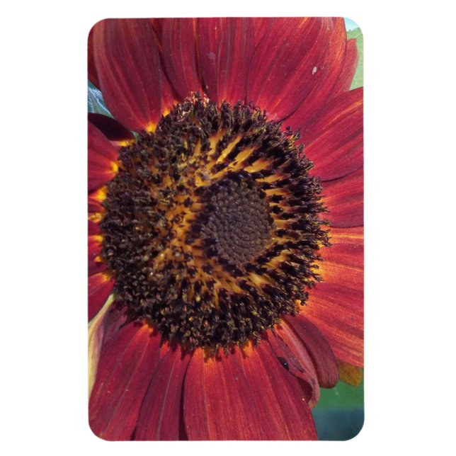Imán Red Sunflower Magnet (Vertical)