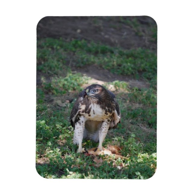 Imán Red Tail Hawk (Vertical)