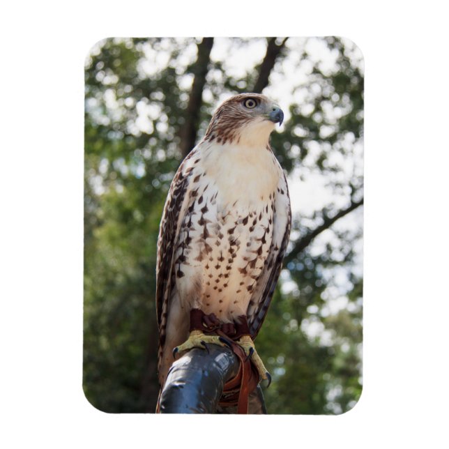 Imán Red-Tailed Hawk (Vertical)