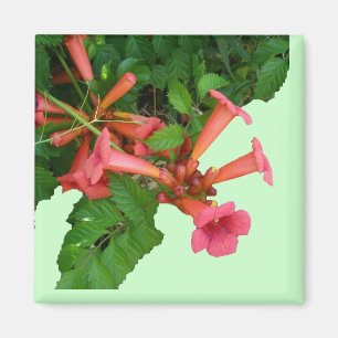 Imán Red Trumpet Vine