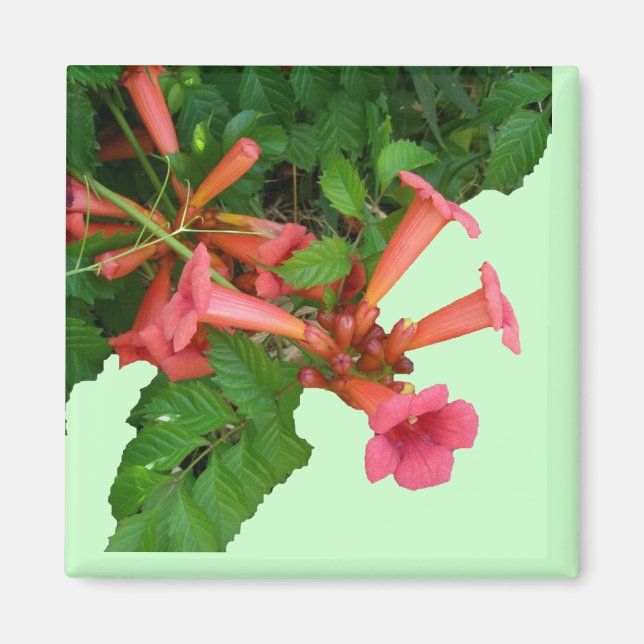 Imán Red Trumpet Vine (Frente)