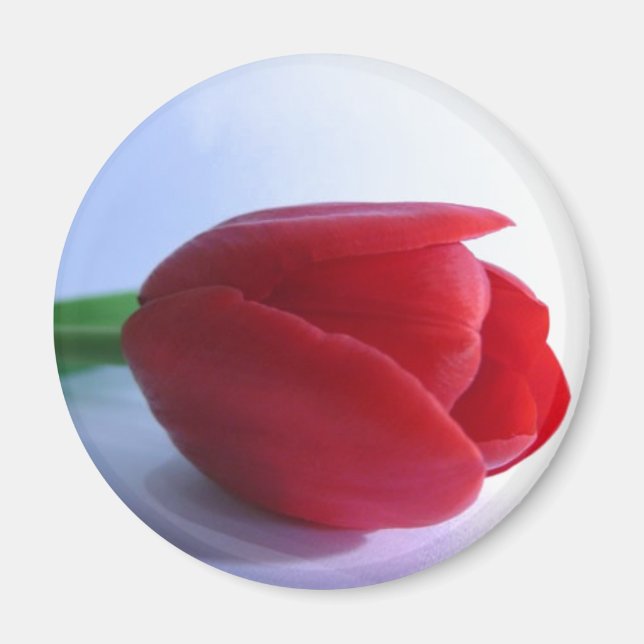 Imán Red Tulip Magnet (Frente)