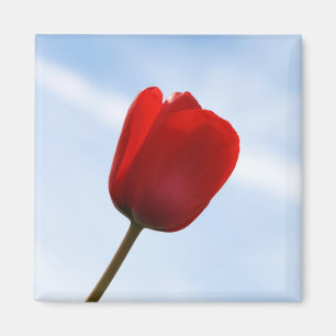 Imán Red Tulip Magnet