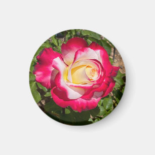 Imán Red y Yellow Rose Magnet