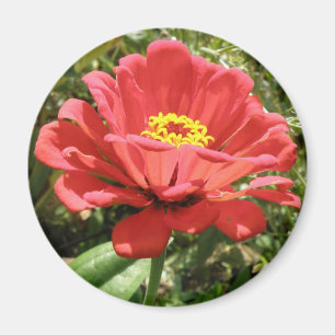 Imán Red Zinnia Magnet