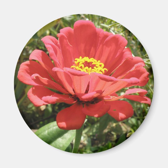 Imán Red Zinnia Magnet (Frente)