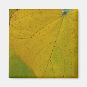 Imán Redbud amarillo deja fotografía de la naturaleza o