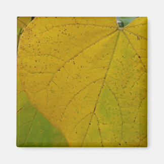 Imán Redbud amarillo deja fotografía de la naturaleza o