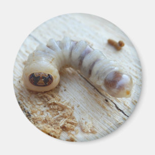 Imán Redondo Borer Magnet