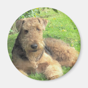 Imán redondo de Airedale Terrier