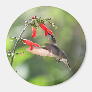 Imán Redondo de Hummingbird Magnet