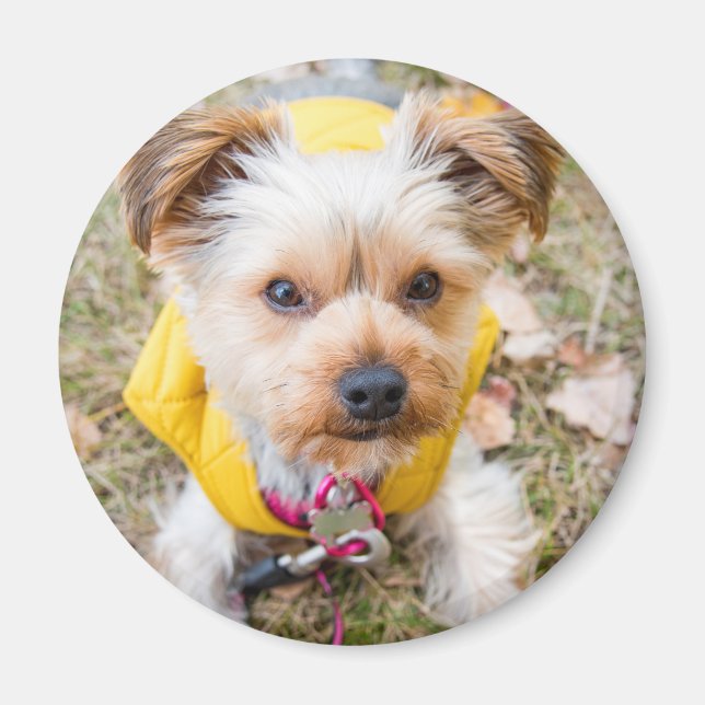 Imán Redondo de imanes (Frente)