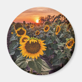 Imán Redondo de imanes