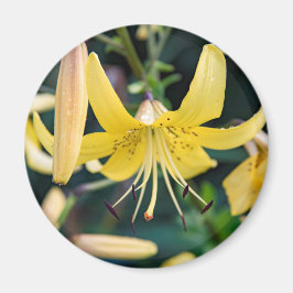 Imán Redondo de imanes