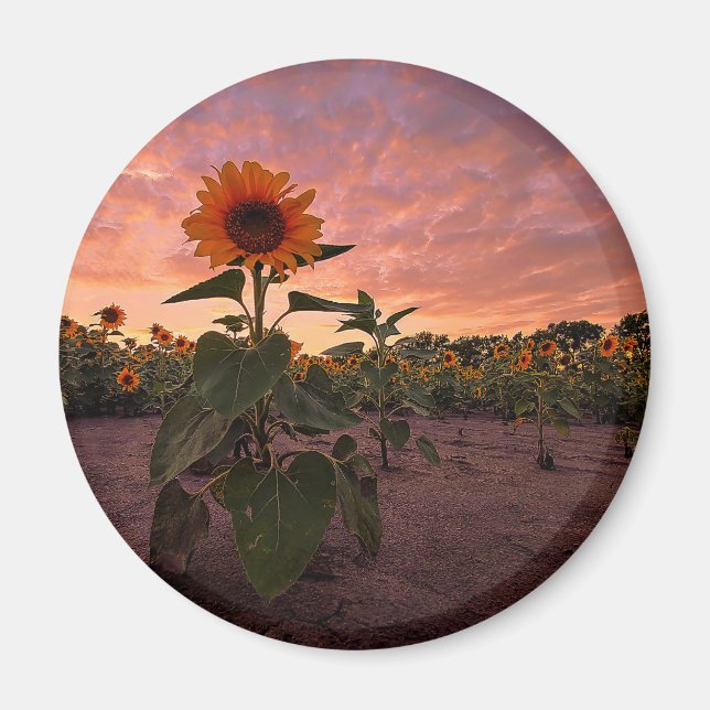 Imán Redondo de imanes (Frente)