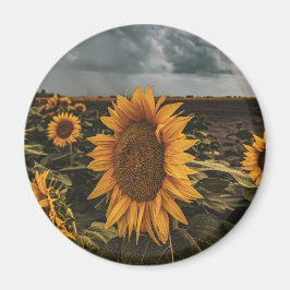 Imán Redondo de imanes