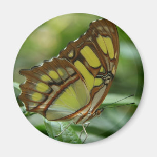 Imán redondo de la mariposa de la malaquita
