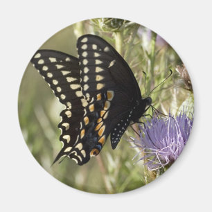 Imán redondo de la mariposa negra de Swallowtail