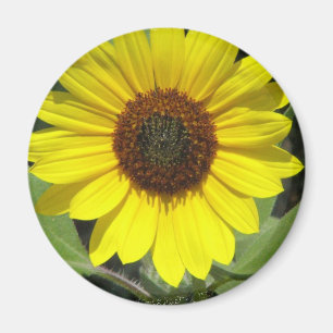 Imán redondo de la planta del girasol
