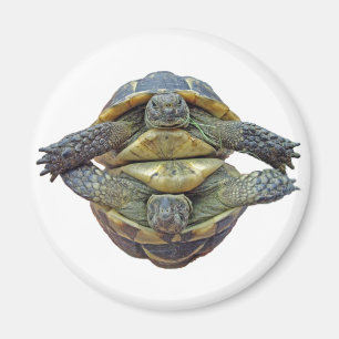 Imán redondo de la tortuga
