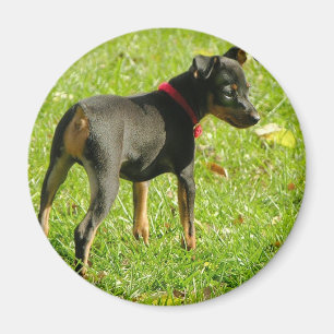 Imán redondo de los perritos del Doberman