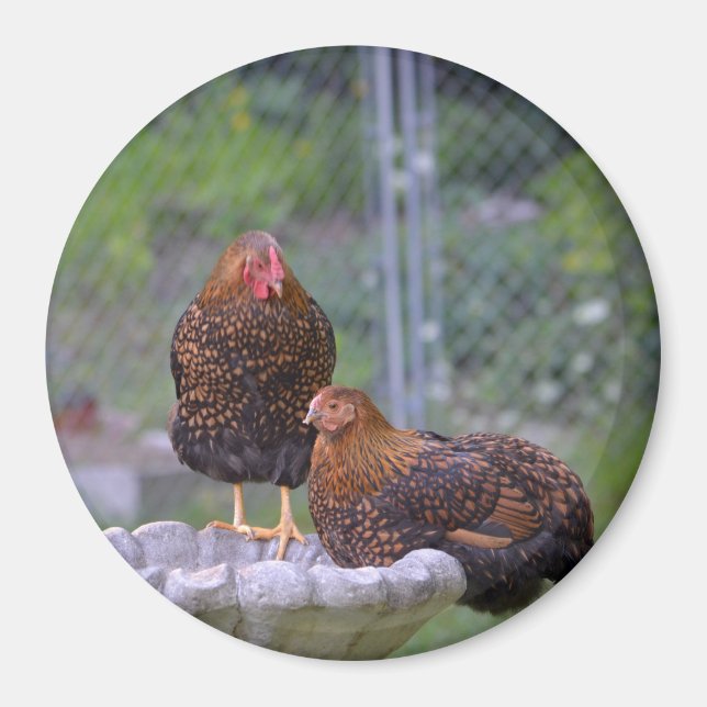 Imán Redondo de pollo (Frente)