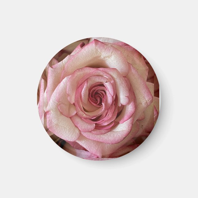 Imán redondo de rosa blanca con puntas rosadas ele (Frente)