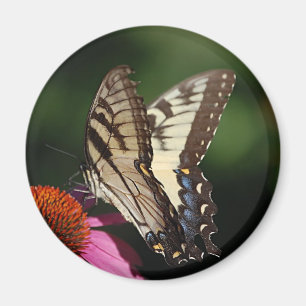 Imán redondo de Swallowtail del tigre occidental