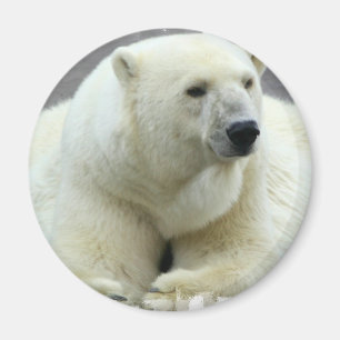 Imán redondo del oso polar