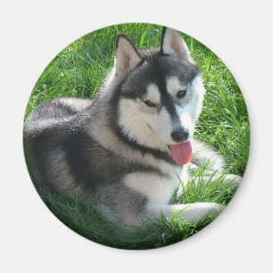 Imán redondo del perro del husky siberiano