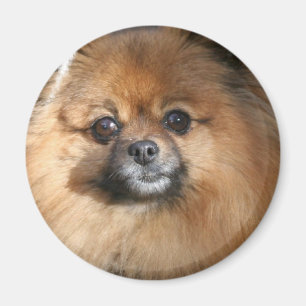 Imán redondo miniatura de Pomeranian