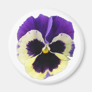 Imán Redondo morado y amarillo panceta magnético