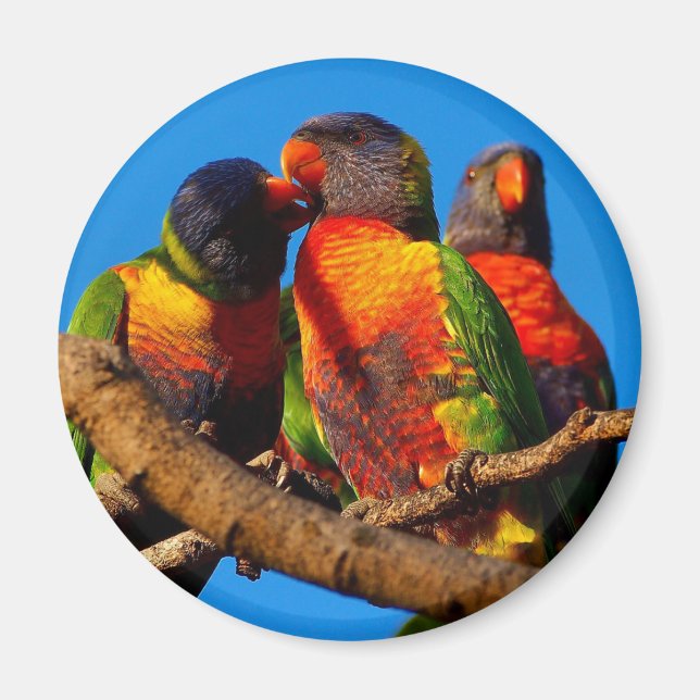 Imán redondo Rainbow Lorikeet (Frente)