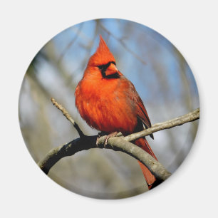 Imán redondo (soleado) cardinal septentrional